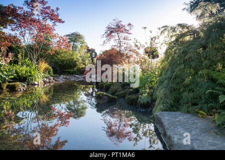 Japanischer Zen-Garten großer Teich Wasserspiel mit moosbedeckten Steinen mit, Gunnera manicata - Rodgersia aesculifolia - Acer palmatum Bäume - UK Stockfoto