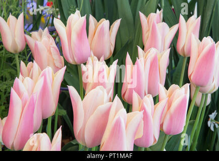 Tulip Sanne AGM - Tulpen, die in einer Gartengrenze wachsen Im Frühjahr in England Stockfoto