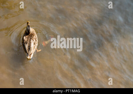 Enten baden im Wasser eines Flusses mit Müll verunreinigt Stockfoto