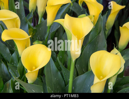 Eine Ausstellung von Zantedeschia Variety Sun Club an einer Blume Show - auch bekannt als Arum Lily oder Canna Lillies Stockfoto