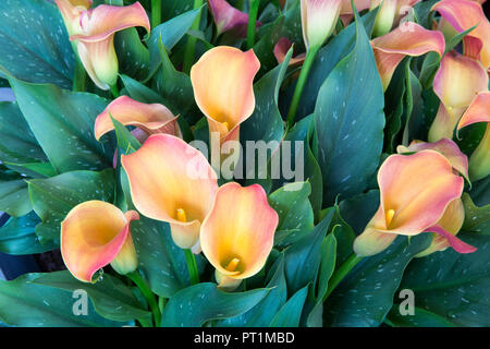 Eine Anzeige von Zantedeschia - Katar - auch bekannt als Arum Lilie oder Calla Lillies bei einer Blumenschau Stockfoto
