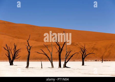 Tote Akazie in Deadvlei, Namibia Stockfoto