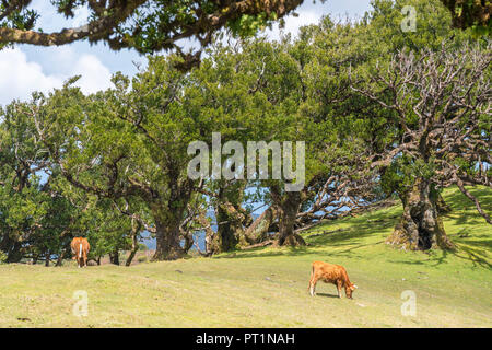 Kühe grasen unter Lorbeerbäumen in der Laurisilva Wald, UNESCO-Weltkulturerbe, Fanal, Porto Moniz Gemeinde, Region Madeira, Portugal, Stockfoto