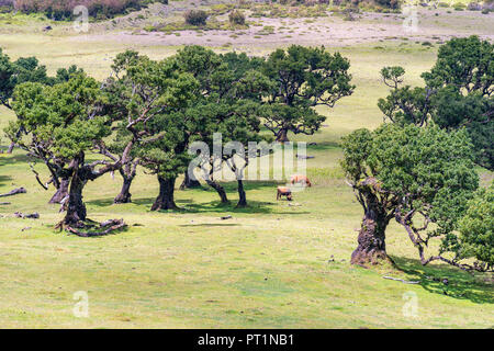 Kühe grasen unter Lorbeerbäumen in der Laurisilva Wald, UNESCO-Weltkulturerbe, Fanal, Porto Moniz Gemeinde, Region Madeira, Portugal, Stockfoto