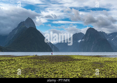 Grüne Algen an der Küste mit Ebbe und Mann, Milford Sound, Fjordland NP, Süden, Süden Region, South Island, Neuseeland, Stockfoto