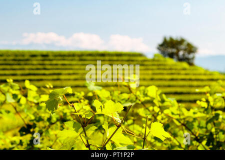 Die Weinberge von Buttrio in einem Sommertag, Collio Friulano, Provinz Udine, Friaul-Julisch-Venetien, Italien Stockfoto