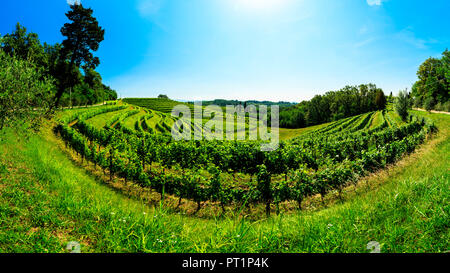 Die Weinberge von Buttrio in einem Sommertag, Collio Friulano, Provinz Udine, Friaul-Julisch-Venetien, Italien Stockfoto