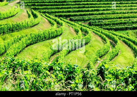 Die Weinberge von Buttrio in einem Sommertag, Collio Friulano, Provinz Udine, Friaul-Julisch-Venetien, Italien Stockfoto