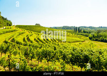 Die Weinberge von Buttrio in einem Sommertag, Collio Friulano, Provinz Udine, Friaul-Julisch-Venetien, Italien Stockfoto