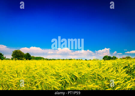 Felder in der Landschaft der Provinz Udine, Udine, Friaul-Julisch-Venetien, Italien Stockfoto