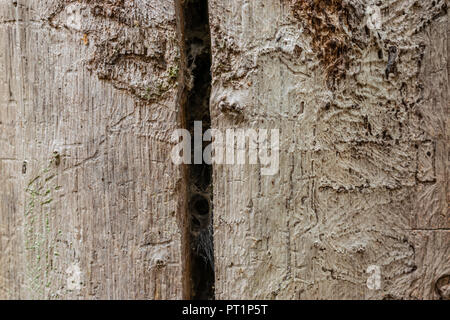 Wälder, Parks und Textur Konzept alter Baum ohne Rinde, zerstört durch die holzwürmer. Stockfoto