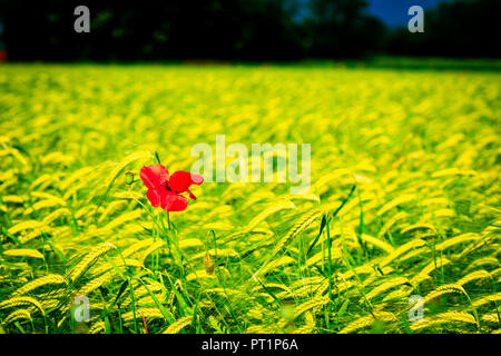 Felder in der Landschaft der Provinz Udine, Udine, Friaul-Julisch-Venetien, Italien Stockfoto