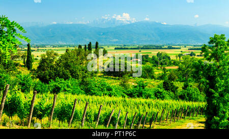 Die Weinberge von Buttrio in einem Sommertag, Collio Friulano, Provinz Udine, Friaul-Julisch-Venetien, Italien Stockfoto