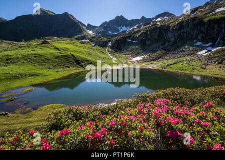 Rhododendren und Seen Porcile Tartano Tal Orobie Alpen Lombardei Italien Europa Stockfoto