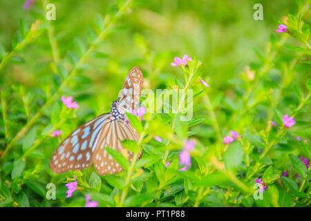 Die dunklen glasigen Blue Tiger Butterfly ist auf lila Mexikanischen Heather Blumen thront. Selektiver Fokus Stockfoto