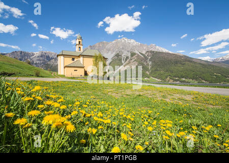 Gelbe Blumen und grüne Wiesen Rahmen die Kirche von Oga Bormio Stilfser Joch Nationalpark obere Veltlin Lombardei Italien Stockfoto