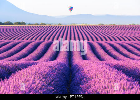 Valensole, Provence, Frankreich, Sonnenaufgang zwischen den Lavendelfeldern und die Heißluftballons im Hintergrund Stockfoto