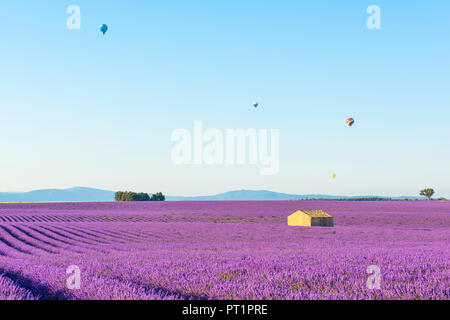 Valensole, Provence, Frankreich, Sonnenaufgang zwischen den Lavendelfeldern und die Heißluftballons im Hintergrund Stockfoto