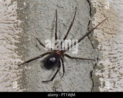 Falsche schwarze Witwe oder Schrank Spinne (Steatoda grossa) auf eine Halle an der Wand in der Nähe von Wells, Somerset, UK. NB4 East London Schulen wurden am 3.10.18 geschlossen wegen eines Ausbruchs der edlen Falsche Witwe Spinnen (Steatoda nobilis) begast werden, den giftigsten Spinne im Vereinigten Königreich, die wahrscheinlich erste nach Großbritannien in Frachtschiffe aus den Kanarischen Inseln rund um vor 150 Jahren kam. Es gibt 5 weitere falsche Witwe Arten in Großbritannien, einschließlich der Schrank Spinne in diesem Bild, deren Biss auch für den Menschen schmerzhaft sein kann, obwohl die Gefahr von jedem dieser Spinnen klein wie sie sind schüchtern und würde nur beißen, wenn provoziert. Stockfoto