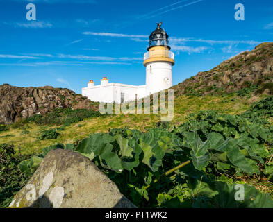 Fidra Island, Firth of Forth, Schottland, Großbritannien, 5. Oktober 2018. Mitarbeiter und Freiwillige der Royal Society for Protection of Birds reisen nach Fidra, um Baummalow abzuhauen, eine nicht-einheimische invasive Pflanze auf den Firth of Forth-Inseln, die gefährdete Papageitaucher daran hindert, Höhlen zu schaffen. Die Ausflüge finden jedes Frühjahr und jeden Herbst statt, vor und nach dem Papageitauchennest. Die heutige Reise genoss einen warmen, sonnigen Tag mit blauem Himmel. Wachsende Baummalbe und Fidra Leuchtturm gegen blauen Himmel Stockfoto