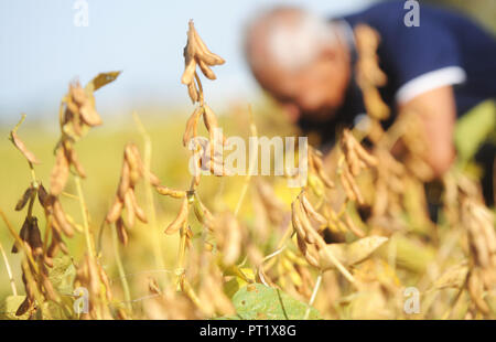 Yangzhou, China Jiangsu Provinz. 5. Okt, 2018. Ein Bauer Ernten von Sojabohnen auf einem Feld in Shuangying Dorf, Stadt Yangzhou in der Provinz Jiangsu im Osten Chinas, Oktober 5, 2018. Credit: Pu-Liangping/Xinhua/Alamy leben Nachrichten Stockfoto