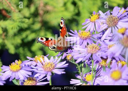 Wisley Gardens Surrey, England. 5. Oktober 2018. Ein tagpfauenauge Fütterung auf ein michaelmas Daisy im Herbst Sonnenschein in Wisley Gardens Surrey, mit Temperaturen Schlagen eines warmen 22 Grad. Credit: Julia Gavin/Alamy leben Nachrichten Stockfoto