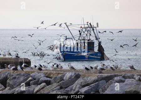 Hastings, Großbritannien. Vom 6. Oktober 2018. UK Wetter: Mit einem leichten Schauer in der Luft Dieser fischtrawler Köpfe in die Ufer von Möwen nach einer Nacht draußen auf dem Meer. © Paul Lawrenson 2018, Foto: Paul Lawrenson/Alamy leben Nachrichten Stockfoto