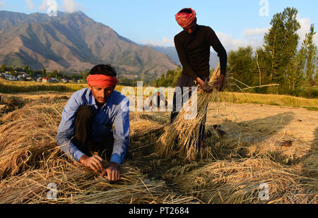 September 28, 2018 - nicht-einheimische Arbeiter Ernte von Reis durch Schneiden der Reis Stengel an Reisfeldern in der Nähe von Srinagar, die in der Indischen verwalteten Kaschmir am 28. September 2018. Reis ist das Hauptnahrungsmittel in der Kaschmir Valley und ist immer noch die wichtigste Kulturpflanze der Anbaufläche zwar häufiger Dürren und knapper Niederschlag zusammen mit begrenzten Bewässerungsanlagen in diesem Jahr Reis Ertrag verringert haben. Die Herbstsaison ist der Paddy Erntezeit in Kaschmir, wo Reisanbau ist auch ein integraler Bestandteil des kulturellen Erbes der Zustand (Credit Bild: © Muzamil Matto Stockfoto