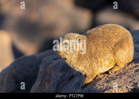 Namibia, Keetmanshoop, Rock dassie, Procavia capensis Stockfoto