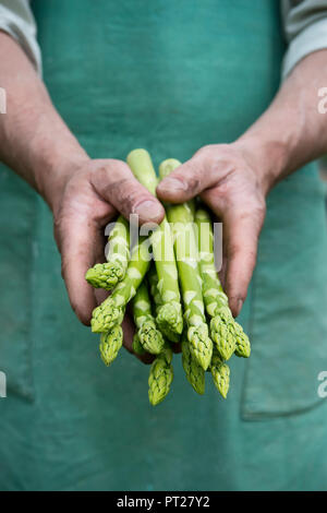 Mann hält Bundle organischer grüner Spargel in die Hände Stockfoto
