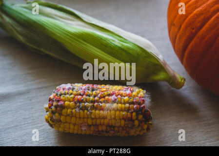 Faule Mais auf dem Tisch neben dem Kürbis Stockfoto