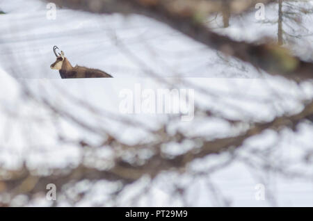 Chamois nur über den Wäldern in Valsavarenche, Aosta Tal, Nationalpark Gran Paradiso, Alpen, Italien Stockfoto