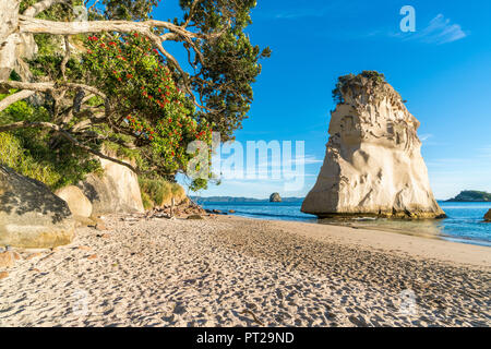 Te Hoho rock und Pohutukawa Baum an der Cathedral Cove, Hahei, Waikato Region, North Island, Neuseeland, Stockfoto