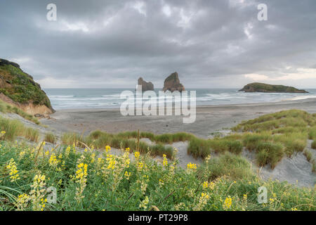 Gelbe Blumen und Moody Himmel mit Torbogen Inseln im Hintergrund, Wharariki Beach, Puponga, Tasman District, South Island, Neuseeland, Stockfoto