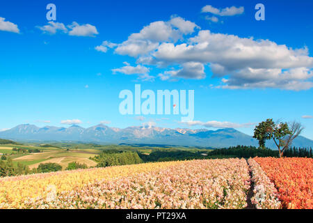 Flower Garden in Kamifurano, Hokkaido, Japan Stockfoto