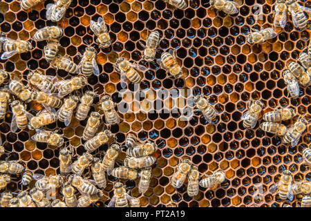 Ein Bienen Honig produzieren, ein typisches Produkt aus Nicht Tal, Trentino Italien Europa Stockfoto