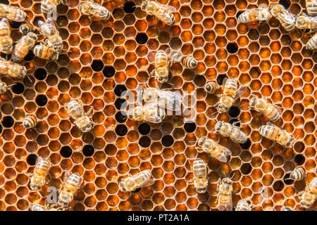 Ein Bienen Honig produzieren, ein typisches Produkt aus Nicht Tal, Trentino Italien Europa Stockfoto