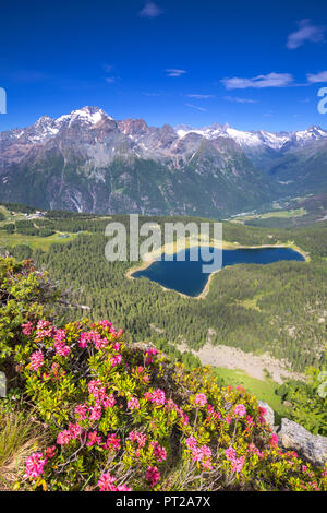 Palù See und den Monte Disgrazia sieht von oben mit Blüte der Rhododendron im Vordergrund, Mount Roggione, Valmalenco, Valtellina, Lombardei, Italien, Europa, Stockfoto