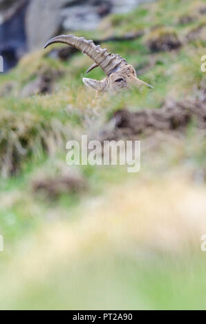 Schlafen Steinböcke, Valle dell'Orco, Nationalpark Gran Paradiso, Piemont, Graian Alps, Provinz Turin, Alpen, Italien Stockfoto