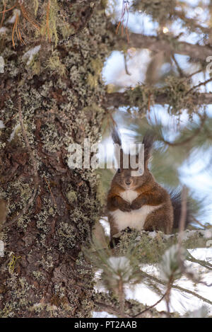 Wilde Eichhörnchen im Wald, Val Roseg, Pontresina, Kanton Graubünden, Schweiz, Europa Stockfoto