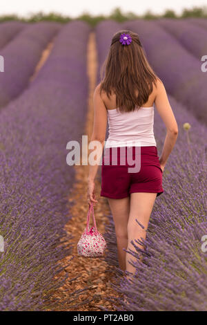 Brünette Frau in weißem Hemd und rote Shorts in einem Lavendelfeld, Valensole, Provence, Frankreich Stockfoto