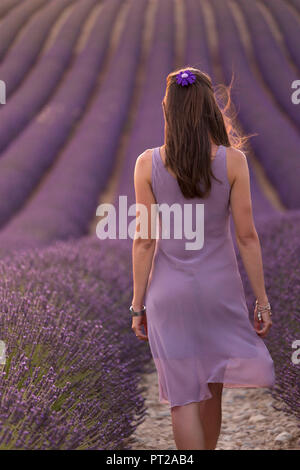 Brünette Frau in lila Kleid in einem Lavendelfeld bei Sonnenuntergang, Valensole, Provence, Frankreich Stockfoto