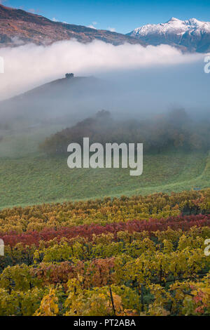 Weinberge in nebligen Tag im Herbst, Aymavilles, Aostatal, Italien, Stockfoto