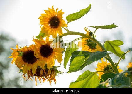 Sonnenblume Pflanzen, die von der Sonne beleuchtete Stockfoto