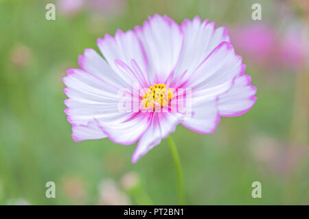 Eine einzelne Blüte in Rosa und Weiß Cosmos Bipinnatus. Stockfoto
