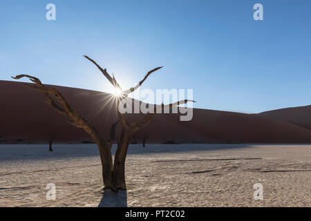 Afrika, Namibia, Namib-Naukluft-Nationalpark, Deadvlei, tote Akazie in Clay pan Stockfoto