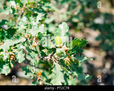 Zweig der Trauben-eiche Baum mit Eicheln. Berge im Süden Europas. Copyspace für Text. Stockfoto