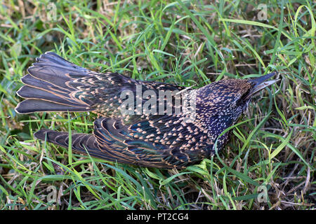 Europäischen Starling ruht auf einem Rasen Stockfoto