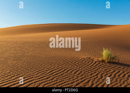 Afrika, Namibia, Namib, Naukluft National Park, Bush wächst auf Sanddünen Stockfoto