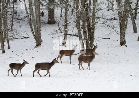 Deutschland, Bayern, Berchtesgaden, hinds im Winter Stockfoto